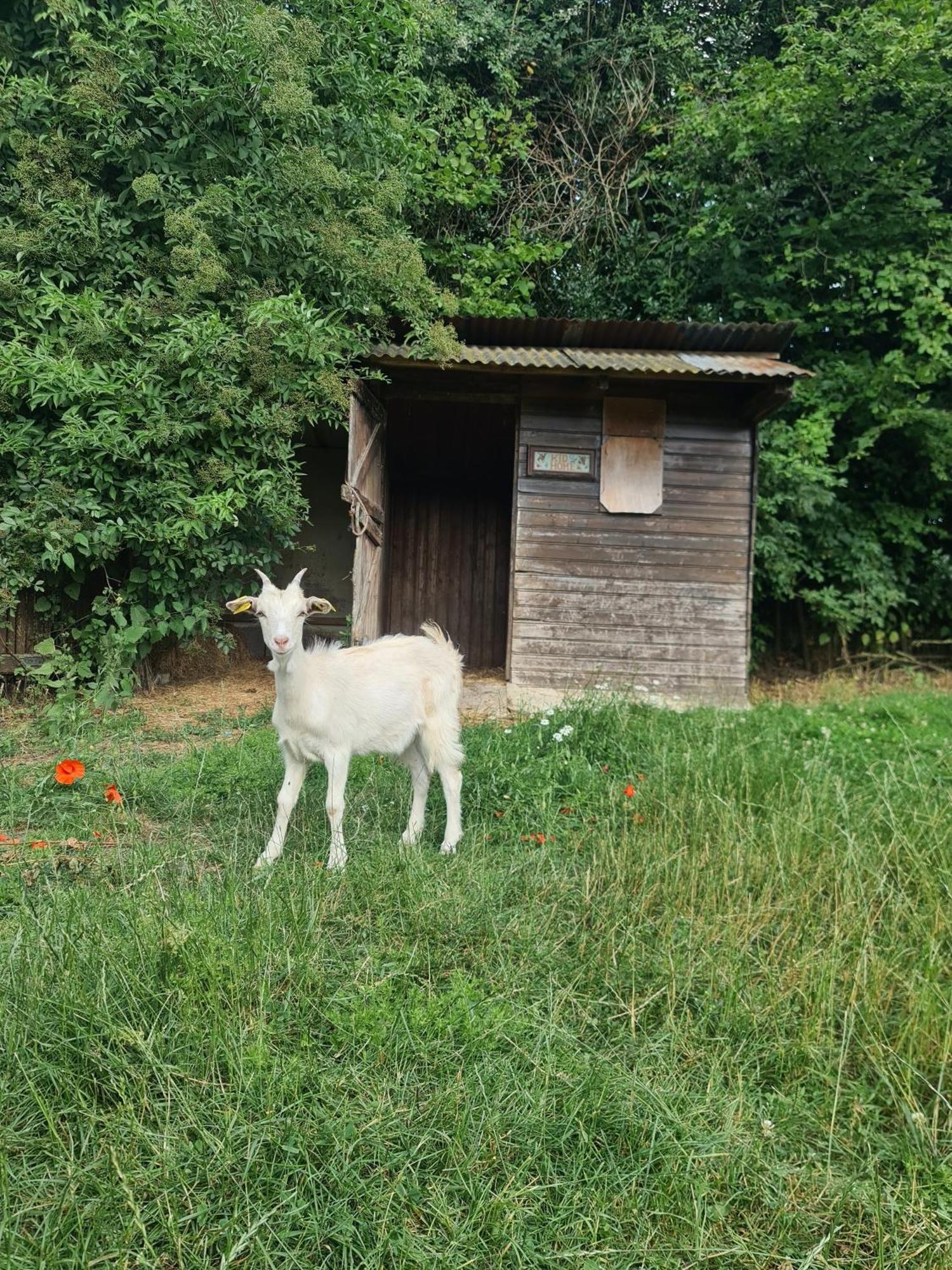 Chambre A La Ferme, Les Vergers Du Muscardin Villa Breel Exterior foto